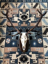 [Rare] Trofeo di caccia vintage teschio di cervo a 13 punte / SPAGNA 1996