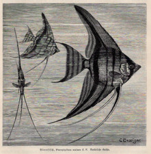 PESCE ANGELO E CICLIDE -