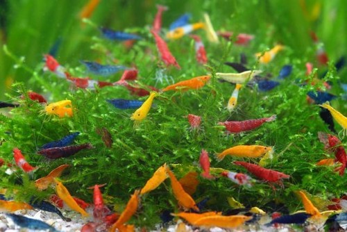 Lotto 10x caridina neocaridine - caridina,