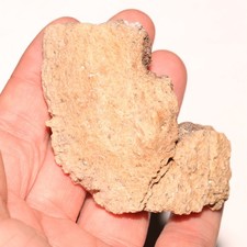 Ankylosaurus Scute parziale