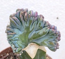 Myrtillocactus geometrizans cv elite 