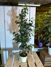 Ficus Benjamina 100-130 cm