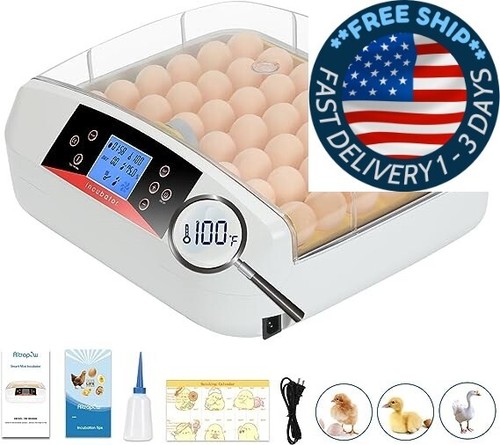 Incubadora huevos con - incubadora,