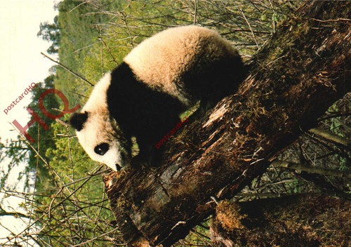 Picture postcard giant panda - picture, postcard;