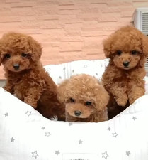 Ultimi tre cuccioli barboncino