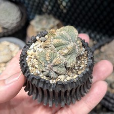 Aztekium Ariocarpus