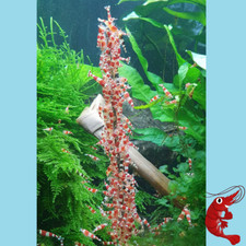 Set lecca-lecca gamberetti SELEZIONE // 3x10 pezzi // *PROMOZIONE* // mangime per gamberetti 