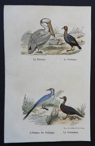 Buffon début 19ème - 19ème, gravure