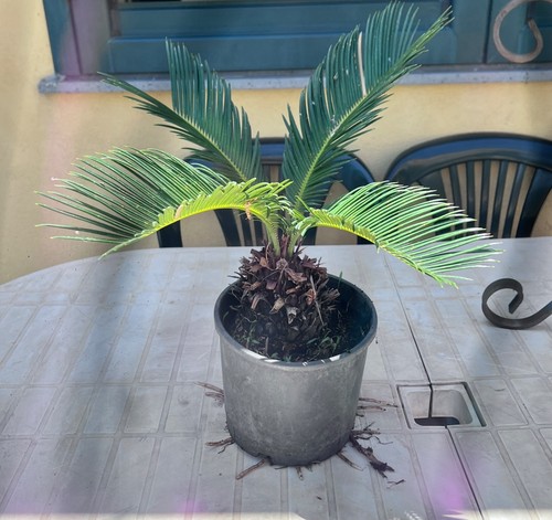 Pianta cicas vaso - vaso, 18