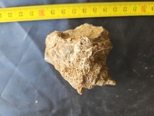 Strombus Gasteropode Fossile