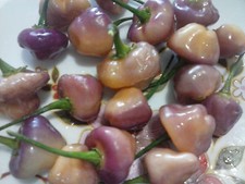 PEPERONCINO CHEIRO ROXA,ORNAMENTALE,OTTIMO,BRASILIANO,AIUOLA,PEPPER, SEMI SEEDS