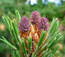 Pinus mugo -  - RARA SPECIE DI