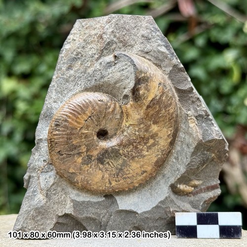 Very rare heteromorph ammonite - very,