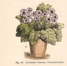 Stampa antica FIORI PRIMULE IN