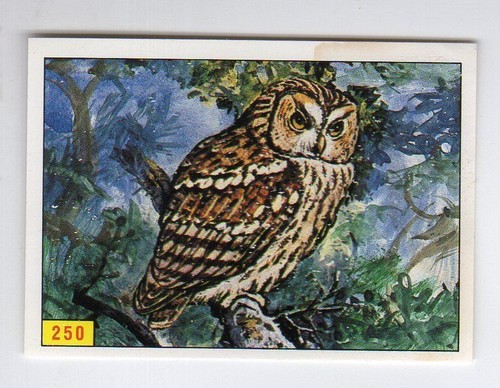Figurina uccelli panini - figurina,