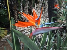 Strelitzia Reginae "Nana", 5