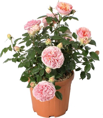 Pianta rosa chippendale - pianta,