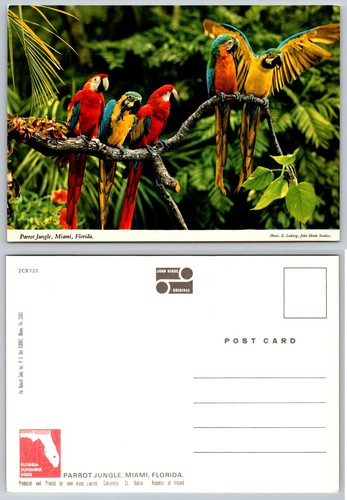 Cartolina continental parrot - continental,