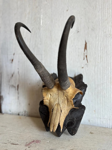 Antico camoscio placca in - antico,