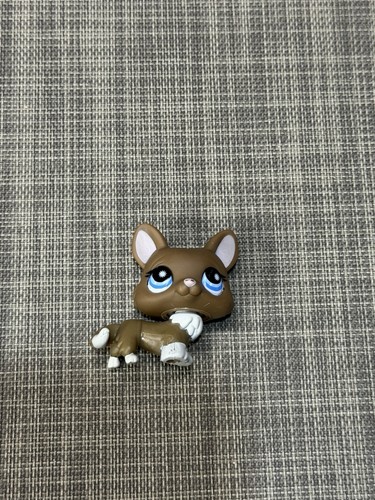 Corgi dog 949 - dog,