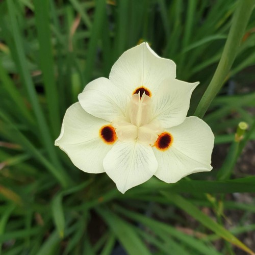 Iris africana dietes bicolor - iris,