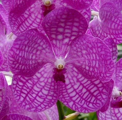Vanda coerulea rosa - vanda,