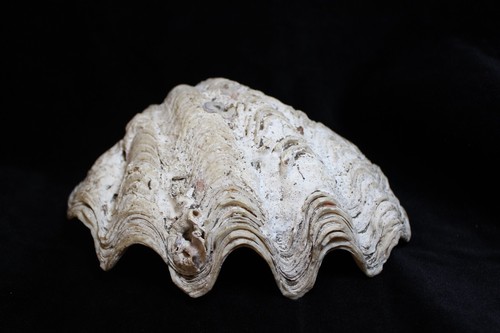 Clam sea shell arruffato - sea,