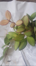 Hoya Rosita / Fiori in