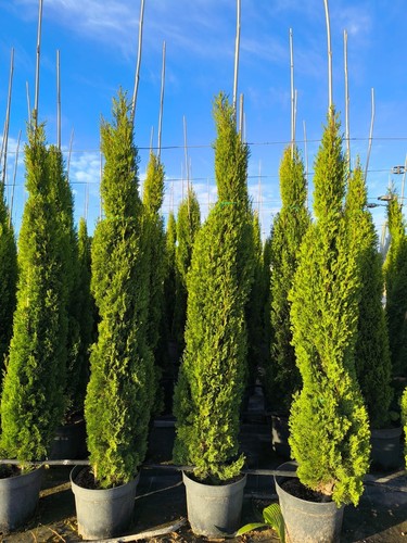 Totem cupressus sempervirens - cupressus,