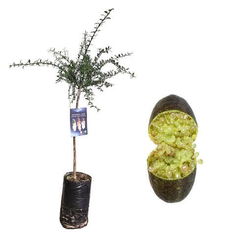 Pianta finger lime - di,