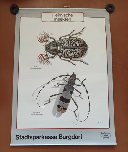 Insetti coleotteri poster - coleotteri,