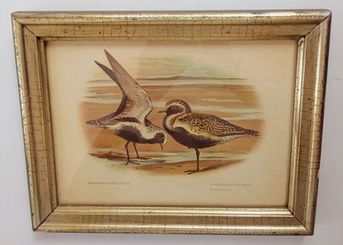 Golden plovers piatto libro - plovers,