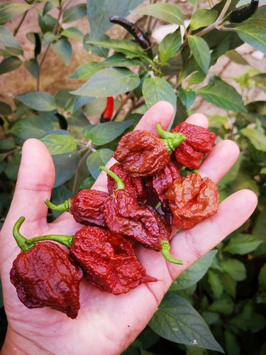 Semi carolina reaper - carolina,