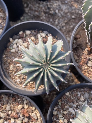 Pianta succulenta geohintonia - pianta,