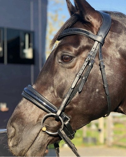 Briglia dressage imbottita - dressage,