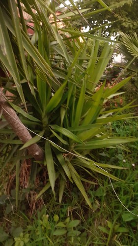 Pianta interno esterno - pianta, da