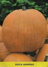 Semi zucca quintale - , di