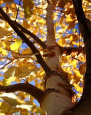 BETULA ALBA - BETULLA, OLTRE