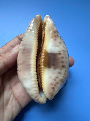 88mm cypraea mappa - mappa, |f+++