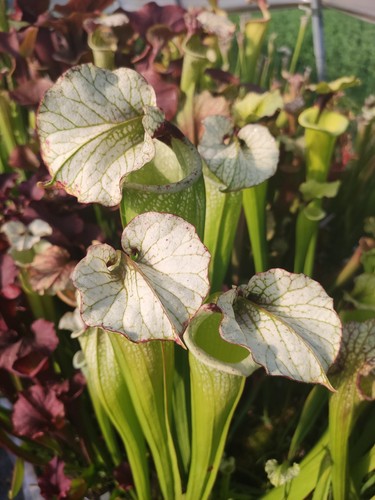 Sarracenia leah wilkerson - , x