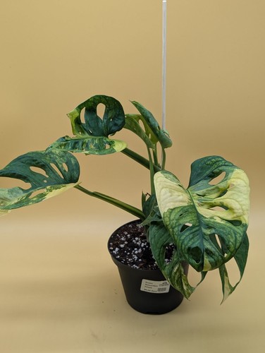 Monstera adansonii aurea - monstera,