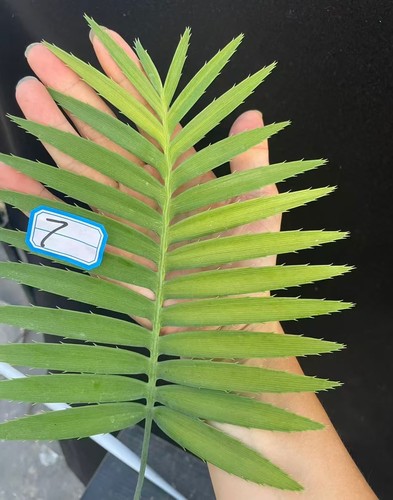 Dioon spinulosum wysiwyg - dioon,