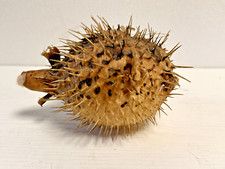 Pesce Palla Istrice  'Diodon hystrix'  Imbalsamato Tassidermia