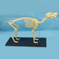 Anatomia veterinaria cane osso