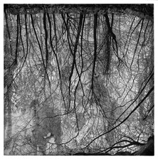 Federica Galli, Grande lanca