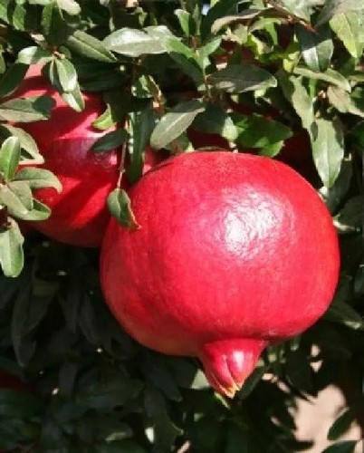 Melograno acco rosso - -, dolce