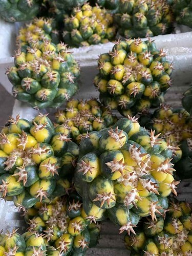 1pz cactus pianta succulenta - 1pz,