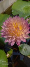 Bulbo ninfea tropicale - bulbo, di