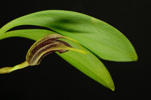 Orchidea masdevallia heideri - orchidea,