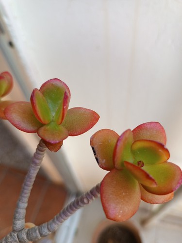 Crassula ovata crosby - crassula,